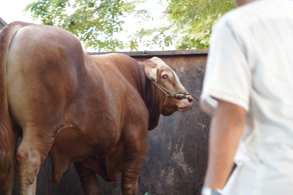 Sapi 1,1 Ton Milik Peternak OKI Jadi Pilihan Kurban Presiden Prabowo